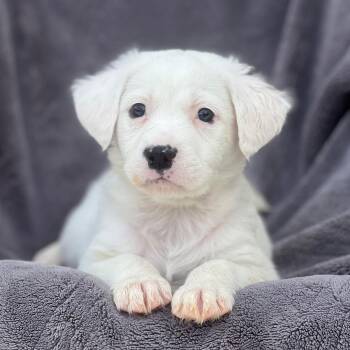 Shepherd and Labrador Retriever Dogs Available for Adoption in San Diego, California - Dakota Pup - Sioux | PetCurious
