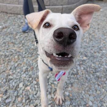 Korcita -  Labrador Retriever Dog for Adoption in Wake Forest, North Carolina - Korcita | PetCurious