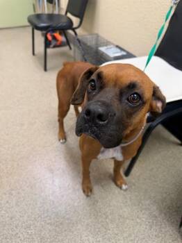 Boxer Dogs Available for Adoption in Fort Myers, Florida - LUCKY | PetCurious