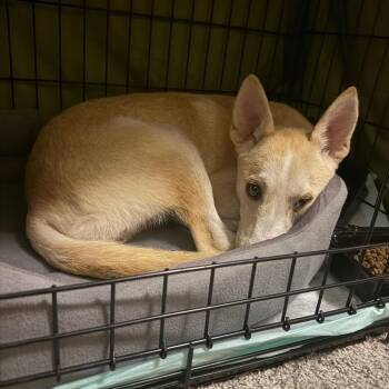 Skye -  Husky and Mixed Breed Dog for Adoption in Peculiar, Missouri - Skye | PetCurious
