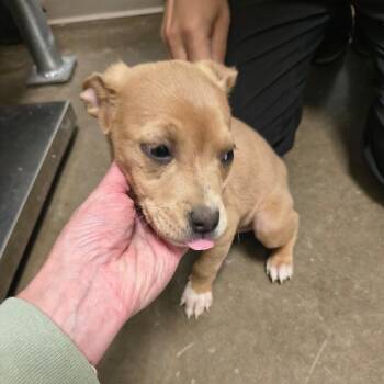 Pit Bull Terrier Dogs Available for Adoption - Melissa | PetCurious