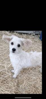 Poodle and Wirehaired Terrier Dogs Available for Adoption - Blossom | PetCurious