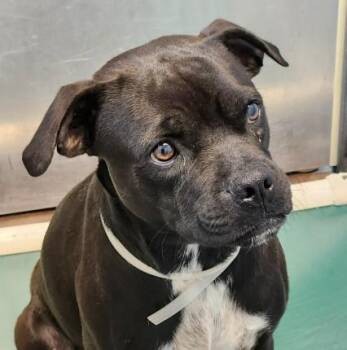 PUGSLEY -  Staffordshire Bull Terrier and Mixed Breed Dog for Adoption in Houston, Texas - PUGSLEY | PetCurious