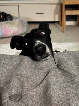 Penny -  Greyhound Dog for Adoption in Raytown, Missouri - Penny | PetCurious