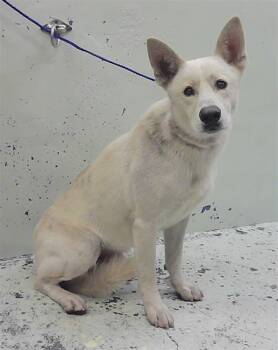 Siberian Husky and Labrador Retriever Dogs Available for Adoption in Houston, Texas - BLIZZARD | PetCurious