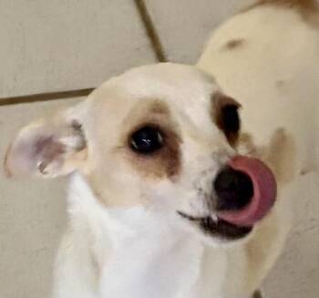 Latte -  Chihuahua Dog for Adoption in Torrance, California - Latte | PetCurious