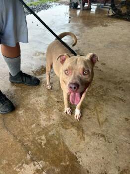 Dis Zo -  Mixed Breed Dog for Adoption in Scott, Louisiana - Dis Zo | PetCurious