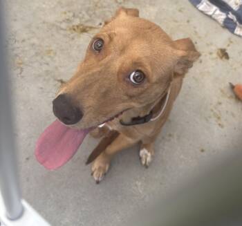 TRIXIE -  Australian Cattle Dog Blue Heeler and Mixed Breed Dog for Adoption in Loveland, Colorado - TRIXIE | PetCurious