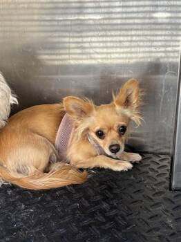 Chihuahua Dogs Available for Adoption in Rancho Cucamonga, California - A779141 | PetCurious