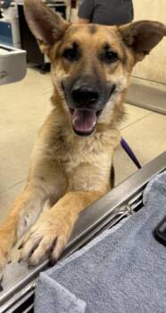 SCAR -  German Shepherd Dog Dog for Adoption in Riverside, California - SCAR | PetCurious