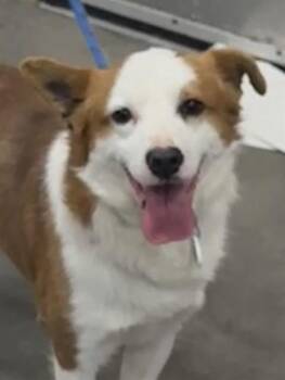 Cardigan Welsh Corgi and Australian Cattle Dog Blue Heeler Dogs Available for Adoption - TAILS | PetCurious