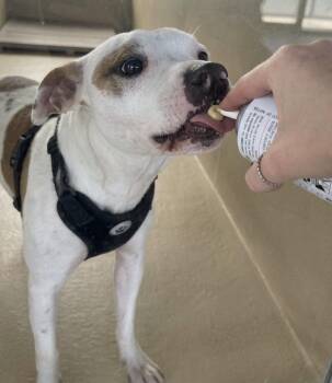 Draco -  Pit Bull Terrier Dog for Adoption in Sparta, North Carolina - Draco | PetCurious