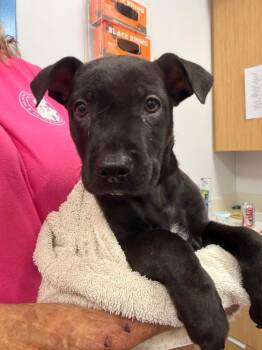 Lulu (Dukes of Hazzard x 5) -  Labrador Retriever Dog for Adoption in Hartsville, South Carolina - Lulu (Dukes Of Hazzard X 5) | PetCurious
