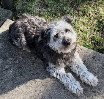 Miniature Schnauzer Dogs Available for Adoption in Elkhart, Indiana - Toola | PetCurious