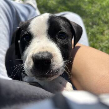 Labrador Retriever Dogs Available for Adoption - Ava | PetCurious