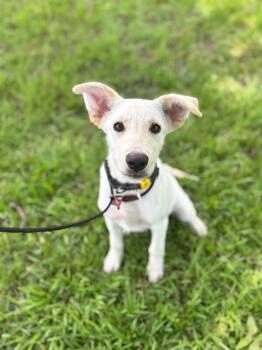 Max -  Yellow Labrador Retriever and Mixed Breed Dog for Adoption in Aiken, South Carolina - Max | PetCurious