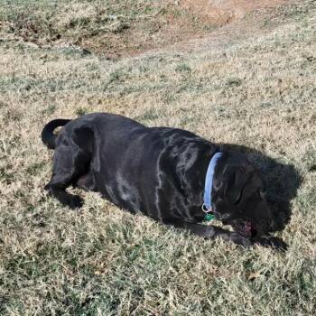 Black Labrador Retriever Dogs Available for Adoption - Samson | PetCurious