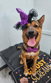 Hazel - ready to cast a spell on your heart -  Shepherd Dog for Adoption in Oriskany, New York - Hazel - Ready To Cast A Spell On Your Heart | PetCurious
