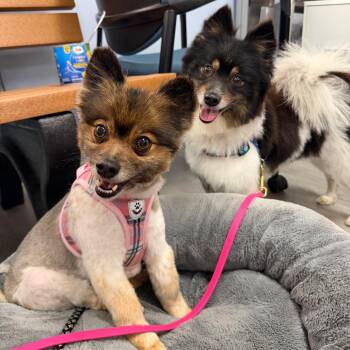 Jazzy&Izzy -  Pomeranian and Mixed Breed Dog for Adoption in Portage, Michigan - Jazzy&Izzy | PetCurious