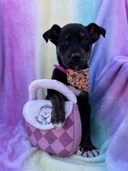 German Shepherd Dog and Australian Kelpie Dogs Available for Adoption - Capella Galaxy | PetCurious