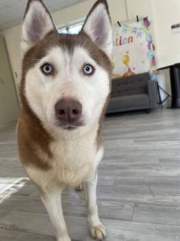 Siberian Husky and Mixed Breed Dogs Available for Adoption in South Bend, Indiana - Layla | PetCurious