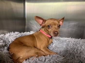 Chihuahua and Mixed Breed Dogs Available for Adoption in Grand Prairie, Texas - BEE | PetCurious