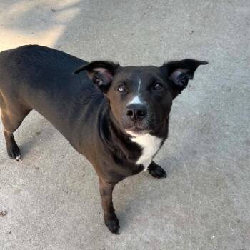 Jetta D12407 -  Labrador Retriever and Border Collie Dog for Adoption - Jetta D12407 | PetCurious