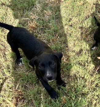 Rescue Mixed Breed Dogs for Adoption in Longview, Texas - Crunch | PetCurious