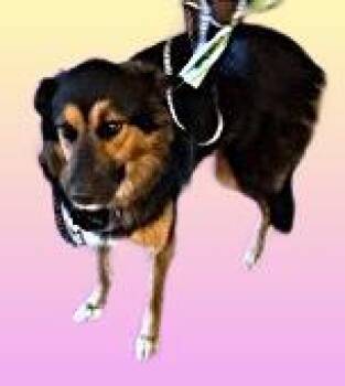 Rosie -  German Shepherd Dog and Mixed Breed Dog for Adoption in Simcoe, Ontario - Rosie | PetCurious