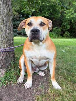 Brutus -  Pit Bull Terrier Dog for Adoption in Maryville, Missouri - Brutus | PetCurious