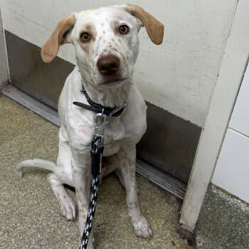 Zayne* -  Pointer and Whippet Dog for Adoption in San Gabriel, California - Zayne* | PetCurious