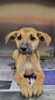 Bitsy -  Mixed Breed Dog for Adoption in Marion, Mississippi - Bitsy | PetCurious