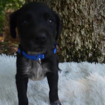 Squirtle -  German Shorthaired Pointer and Black Labrador Retriever Dog for Adoption in Ferndale, Michigan - Squirtle | PetCurious