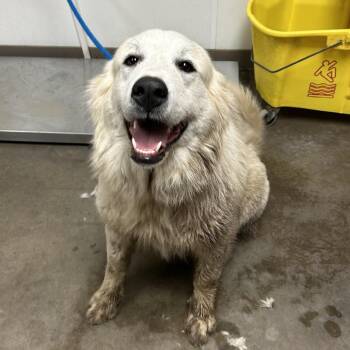 Great Pyrenees Dogs Available for Adoption in Ottawa, Kansas - Bella | PetCurious
