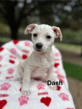 Rescue Chihuahua and Terrier Dogs for Adoption - Darcy *Arriving 12/6* | PetCurious