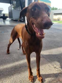 ALLISON -  Doberman Pinscher Dog for Adoption in San Antonio, Texas - ALLISON | PetCurious