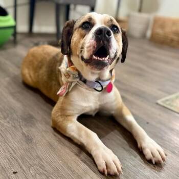 Lottie Love Bug -  Labrador Retriever and Beagle Dog for Adoption in Friendswood, Texas - Lottie Love Bug | PetCurious