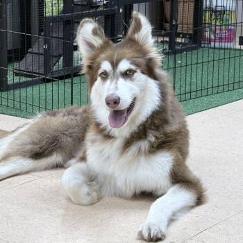 Modelo -  Alaskan Malamute and Mixed Breed Dog for Adoption in Tyler, Texas - Modelo | PetCurious
