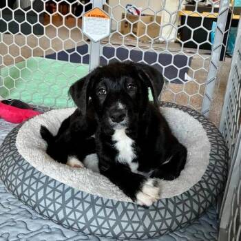 Standard Poodle and Mixed Breed Dogs Available for Adoption - Luffy | PetCurious