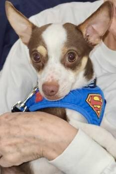 Chihuahua Dogs Available for Adoption in Chicago, Illinois - Sammy | PetCurious