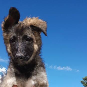 B2 Girl -  Dutch Shepherd and Belgian Shepherd Malinois Dog for Adoption in San Luis, Colorado - B2 Girl | PetCurious