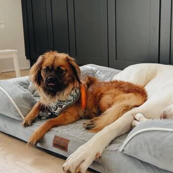 Emilio 09-2320 -  Tibetan Spaniel and Mixed Breed Dog for Adoption in Tyrone, Georgia - Emilio 09-2320 | PetCurious