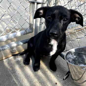 Bayou -  Chihuahua and Dachshund Dog for Adoption in Monticello, Iowa - Bayou | PetCurious