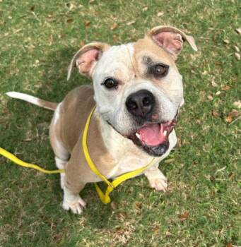Rescue Pit Bull Terrier and Mixed Breed Dogs for Adoption in Texas City, Texas - PINEAPPLE | PetCurious