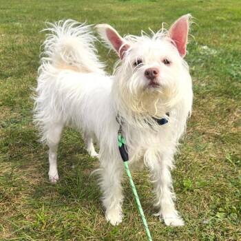 Cloudy -  Terrier Dog for Adoption in Champaign, Illinois - Cloudy | PetCurious