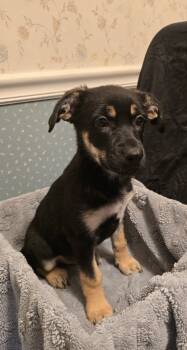 Sierra -  German Shepherd Dog and Australian Shepherd Dog for Adoption in Bloomsdale, Missouri - Sierra | PetCurious