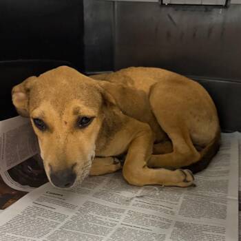 Lily -  German Shepherd Dog and Mixed Breed Dog for Adoption in Marshall, Texas - Lily | PetCurious
