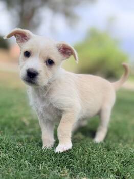 Misty -  Parson Russell Terrier and Maltipoo Dog for Adoption in Gilbert, Arizona - Misty | PetCurious