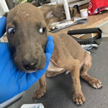 Mixed Breed Dogs Available for Adoption in Volcano, Hawaii - COH-A-67442 | PetCurious