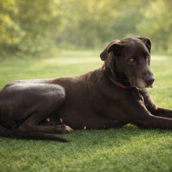 Great Dane and Mixed Breed Dogs Available for Adoption in Springfield, Missouri - Panda | PetCurious